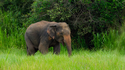 Obraz premium Elephant grazing in lush green grassland habitat