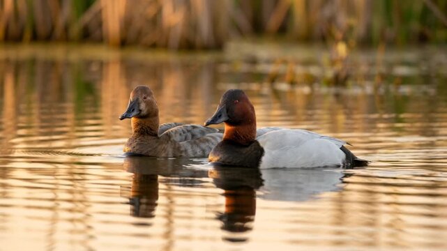 two canvasback ducks floating in golden light close up at chesapeake bay serene composition