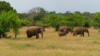Fototapeta premium Asian elephant family walking freely in udawalawe national park