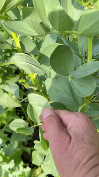 Ackerbohne (Vicia faba) mit jungen gr&uuml;nen H&uuml;lsen &ndash; Hand zeigt reifende Bohnen | Hochformat - 