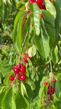 Reife S&uuml;&szlig;kirschen (Prunus avium) an h&auml;ngenden &Auml;sten im sommerlichen Obstgarten | Hochformat