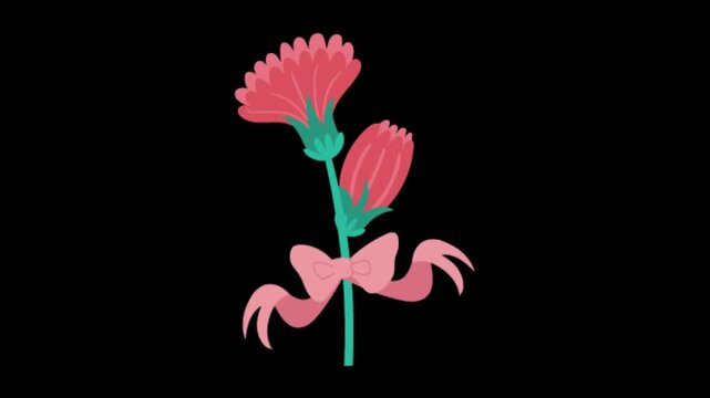 Pink carnation flowers with ribbon isolated on black background for mothers day floral concept and stock video design