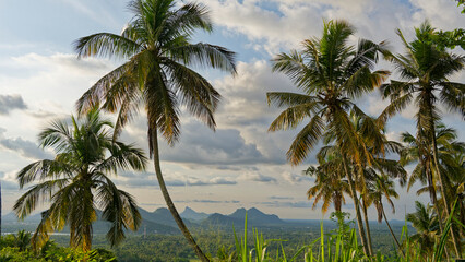 Fototapeta premium Lush tropical landscape with palm trees over mountain valley