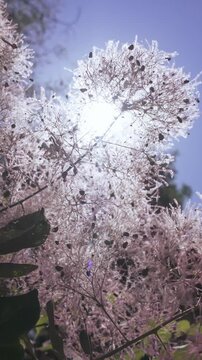 Vertical footage, View from below of foliage and fluffy seed heads of Eurasian smoketree (Cotinus coggygria) against blue sky on sunny day, backlit by sun