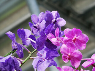 Naklejka premium two branches of pink and violet colored blossoms side by side in a greenhouse 