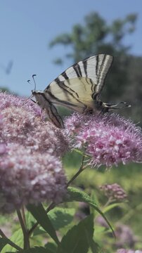 Vertical footage, Scarce Swallowtail butterfly (Iphiclides podalirius) drinking nectar from rosy-pink Japanese meadowsweet (Spiraea japonica) against blue sky 