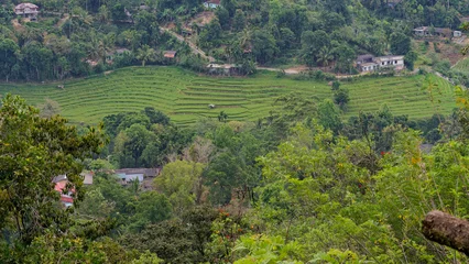 Fototapeten Reisfelder village landscape featuring green terraced rice fields  © Emil