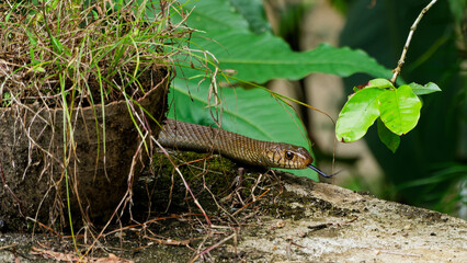 Obraz premium Brown snake flicking forked tongue exploring overgrown garden