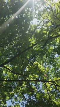 Vertical footage, Bottom-up view of branches with oak leaves swirling overhead, sunlight shining through thick foliage, backlit by sun, camera rotation