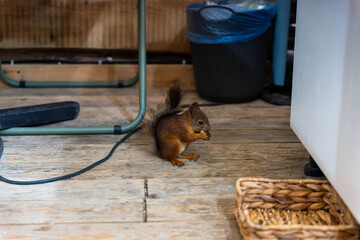Small squirrel sits on worn wooden flooring near furniture, trash bin, cable, and woven basket inside dim indoor storage area with natural light © Egor Lint