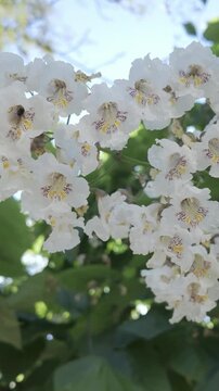 Vertical footage, Close-up of flowers of blooming Indian bean tree (Catalpa bignonioides) sway in breeze