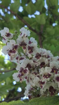 Vertical footage, Close-up of colorful flowers of blooming Indian bean tree (Catalpa bignonioides) swaying in wind against blue sky