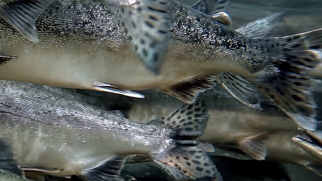 Witness enchanting movement of school of salmon swimming gracefully in sparkling river waters. Their shimmering scales reflect sunlight as they navigate through current, showcasing nature beauty.