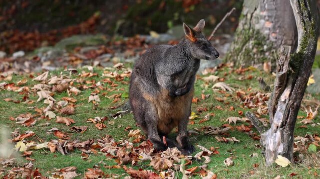 Swamp Wallaby, Wallabia bicolor, is one of the smaller kangaroos. This wallaby is also commonly known as the black wallaby