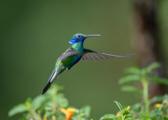 Hummingbird in Flight © Gagan