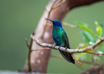 Hummingbird on a branch © Gagan