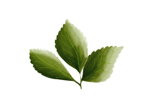 Strawberry leaves made in Procreate in Watercolour technique. PNG file. 300 DPI