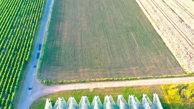 Aerial view vineyard rows and crop fields sustainable agriculture
