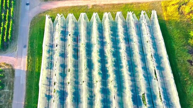 Aerial view orchard covered with protective hail netting industrial production apple