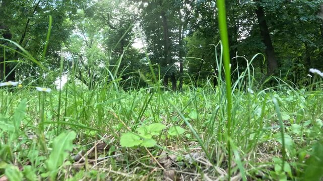 patch of grass lit by sun, backward camera movement, low angle