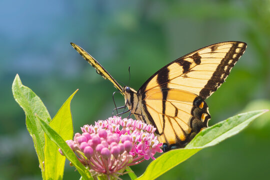 Head on view of a Eastern Tiger Swallowtail butterfly (Papilio glaucus) feeding on pink milkweed flowers with bright yellow wings against a blurred background