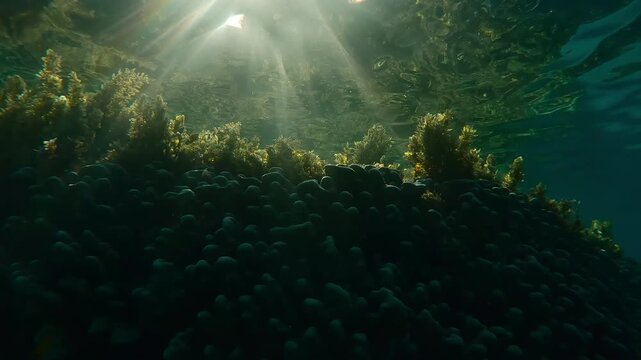 Brown Sargassum seaweed on top of coral reef reflects in sunlight water, backlit by sun creating lens flare. Sargassum algae covers hard corals in shallow in sunny day on sunbeams