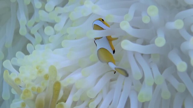 A tiny Clownfish makes its home within the waving tentacles of a gentle anemone. Its beautiful orange and white coloration pops within the underwater paradise.