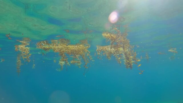 Pieces of Sargassum brown seaweed torn off by storms drifting across blue water surface and reflecting on it, under algae swims group of Indo-Pacific sergeant fish (Abudefduf vaigiensis)