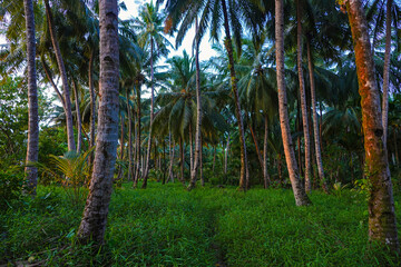 Obraz premium Tall coconut palm trees stretch toward the sky from a lush floor of thick green grass. Beautiful and peaceful scenery in an untouched tropical jungle while exploring remote islands in West Sumatra.
