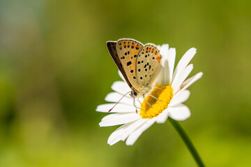 Papillon Argus myope © TY-Lens
