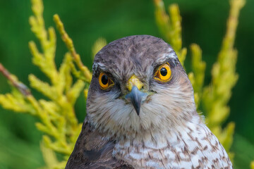 Obraz premium Majestic European Sparrowhawk, Accipiter nisus, perched in Welsh countryside