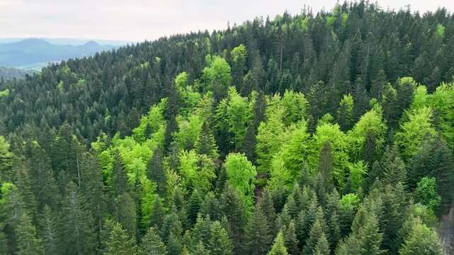 Aerial drone footage of a curved flyover above lush green treetops of a mixed spring forest on a hillsides. Beautiful natural background.