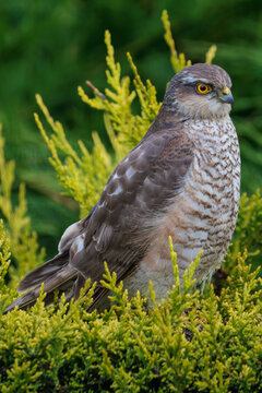 Eurasian Sparrowhawk, Accipiter nisus, resting on a conifer branch
