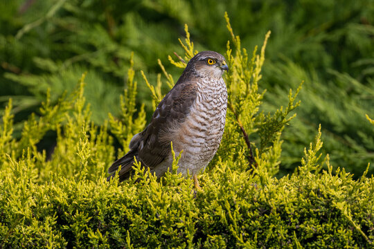 Wild European Sparrowhawk, Accipiter nisus, sitting in a garden hedge in Wales
