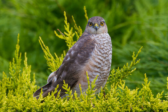 Wild European Sparrowhawk, Accipiter nisus, sitting on a bush in Wales