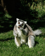 Fototapeta premium Close-up portrait of a ring-tailed lemur (Lemur catta) feeding while sitting on grass in natural sunlight. Wildlife behavior image showing hand feeding posture and direct eye contact.
