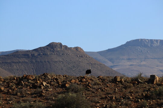 Magnificent mountain landscape with a wild ostrich on a rocky ridge in Karoo National Park, South Africa, September 2017.