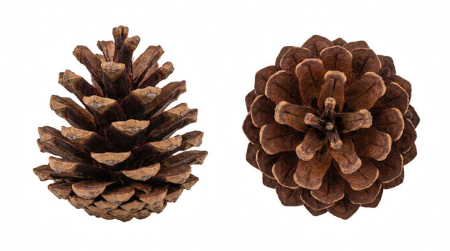 Two Pine Cones Side and Top Views