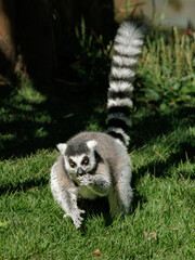 Fototapeta premium Wildlife portrait of a ring-tailed lemur (Lemur catta) feeding while walking across grass with its iconic striped tail raised. Natural light image showing primate behavior and movement.