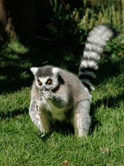 Fototapeta premium Wildlife portrait of a ring-tailed lemur (Lemur catta) feeding while walking across grass with its iconic striped tail raised. Natural light image showing primate behavior and movement.