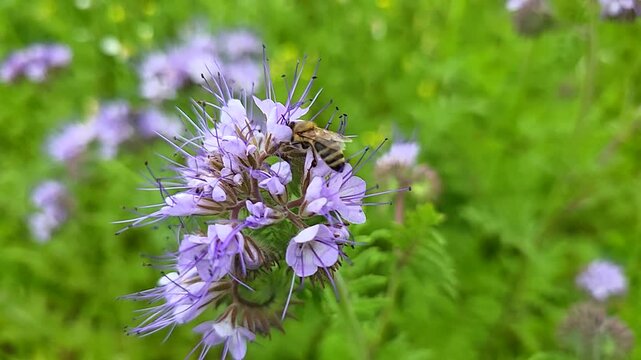 Bees collect nectar and pollen from phacelia flowers.
