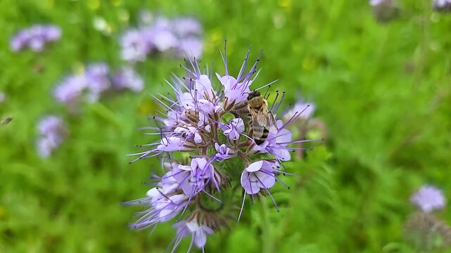 Bees collect nectar and pollen from phacelia flowers.
