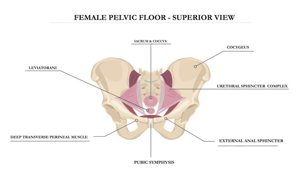 Female pelvic floor anatomy superior view showing muscles and bone structure art.