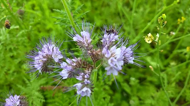 Bees collect nectar and pollen from phacelia flowers.