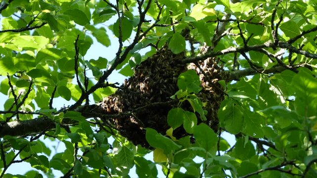 Bee swarm on a tree branch. 
Formation of a new bee colony.
