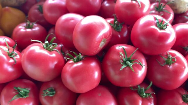 pile of pink tomatoes as background, texture Taking video while slowly turning a freshly picked tomato with water droplets on it.