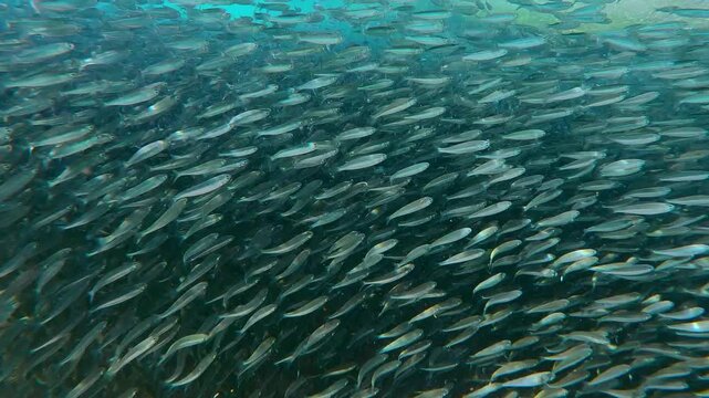 Large group of Silversides Atherina forming solid wall of fish in shallows during annual spawning run. Endless stream of fish swimming in tight formation along beach during spawning season