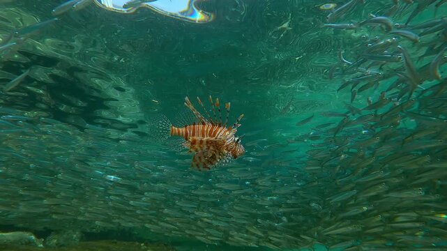 Lionfish swims in centr of circle of shoal of Silversides, which gathered in large school in shallows at start spawning run, Atherina`s bypass this Lionfish in circle, trying to avoid being attacked