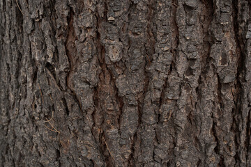 Dark pine tree bark with rich natural texture fills the frame and creates an expressive background for nature, forest and organic material concepts © Aleksey Konovaloff