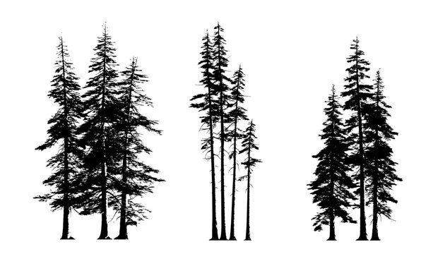abies concolor group of trees (white fir, concolor fir, evergreen) isolated premium vector image, black shapes